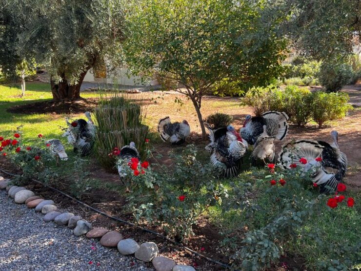 Marrakech: Experience Yoga in Nature's Haven - Detox Day - Location Highlights in Marrakech