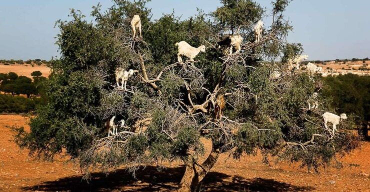 Marrakech: Guided Day Trip to Essaouira - Experience Highlights