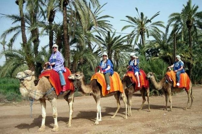 Marrakech Half-Day Camel Ride in Palm Grove - Overview and Experience