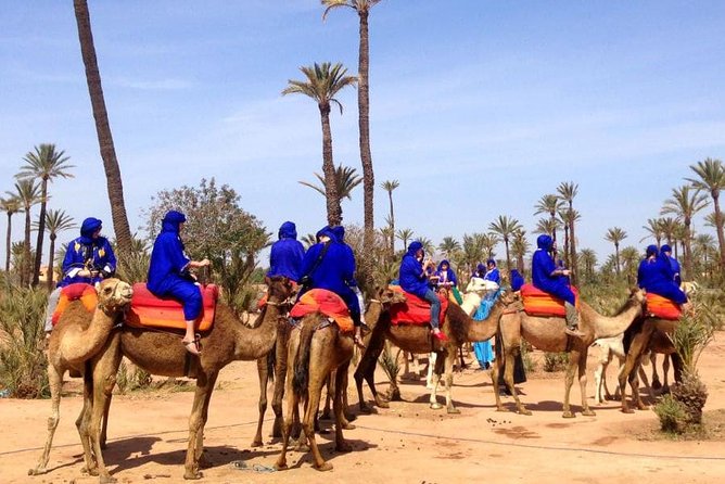 Marrakech Half-Day Camel Ride in Palm Grove - Questions and Support