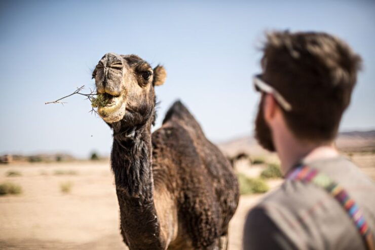 Marrakech: High Atlas Mountains and Agafay Desert Day Tour - Tour Duration and Logistics