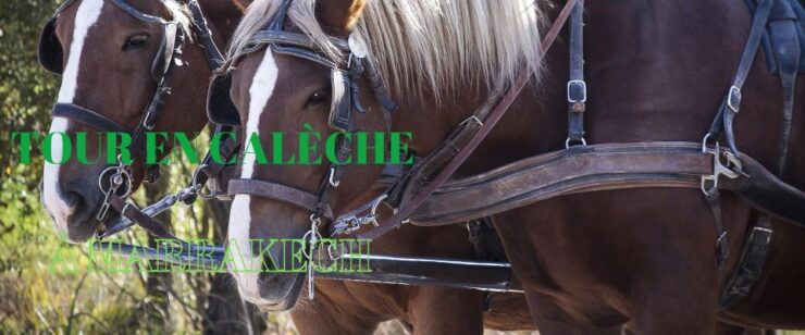 Marrakech: Majorelle & Menara Gardens Tour & Carriage Ride - Activity Details