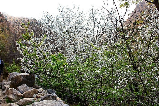 Marrakech Outdoorsy Tour - Customer Reviews