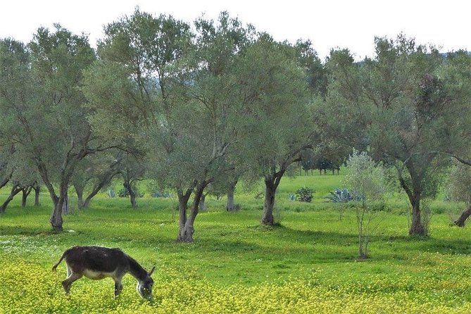 Marrakech Outdoorsy Tour - Frequently Asked Questions