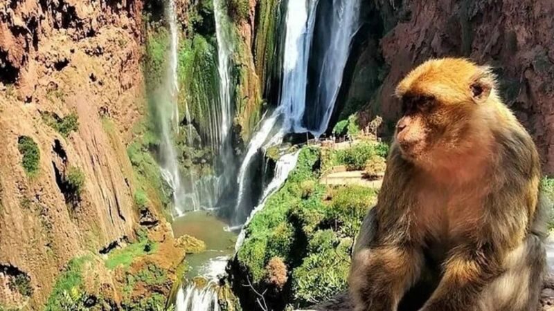 Marrakech Ouzoud Waterfalls Full-Day Tour with Boat Ride - The road from Marrakech sets the tone