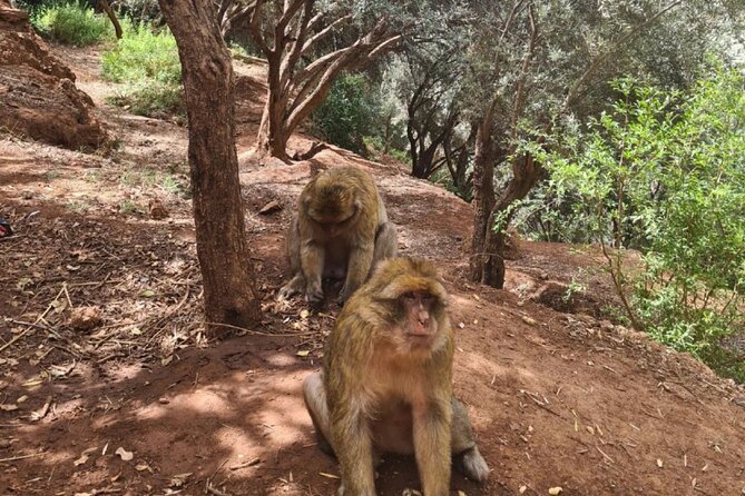 Marrakech : Ouzoud Waterfalls, Guided MountainTour & Boat Ride - Tour Highlights