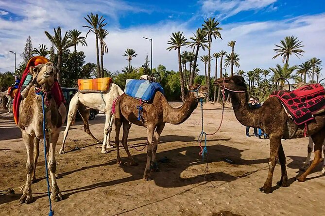 Marrakech Palm Grove Camel Ride With Sunrise Air Balloon - Pickup Information