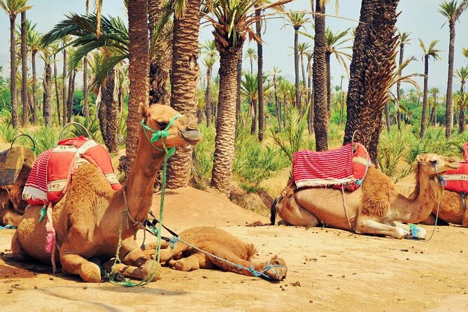 Marrakech Palm Groves Camel Ride - Good To Know