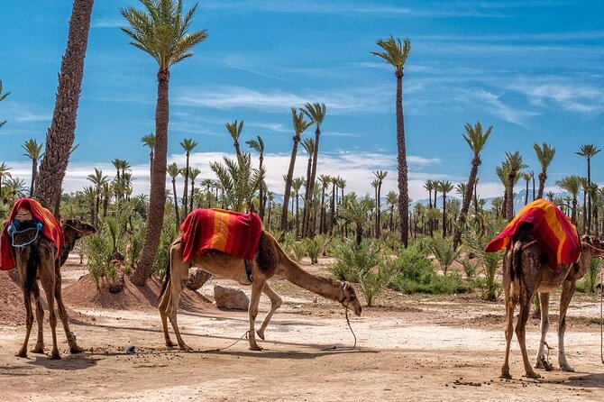 Marrakech Palm Groves Camel Ride - Meeting & Pickup Information