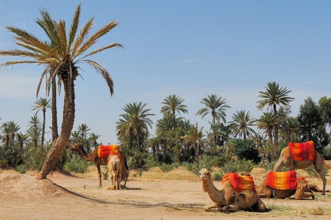 Marrakech Palm Groves Camel Ride - What To Expect