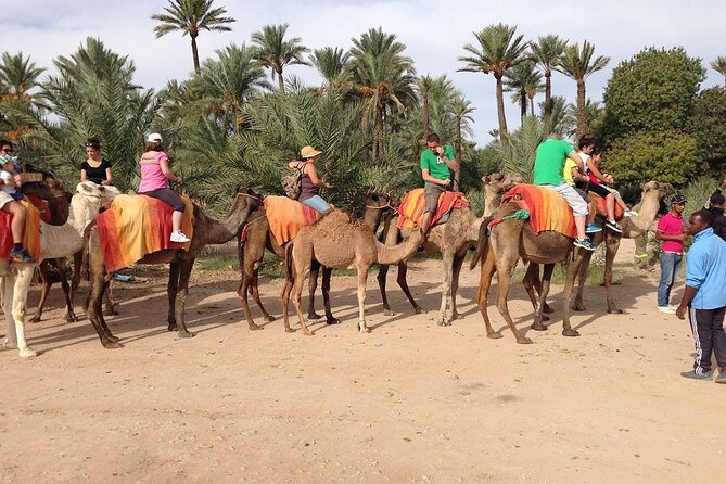 Marrakech Palm Groves Camel Ride - Frequently Asked Questions