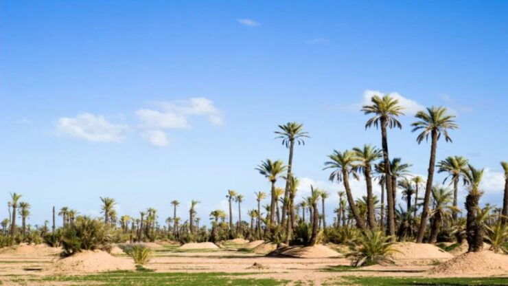 Marrakech: Private Transfer Between RAK Airport & Palmeraie - Premium Experience Offered