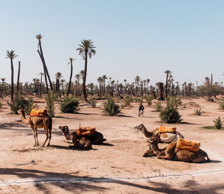 Marrakech: Quad Bike and Camel Ride Tour - Activity Details