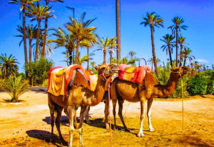 Marrakech: Quad Biking and Camel Ride Berber Villages Tour - Tour Overview