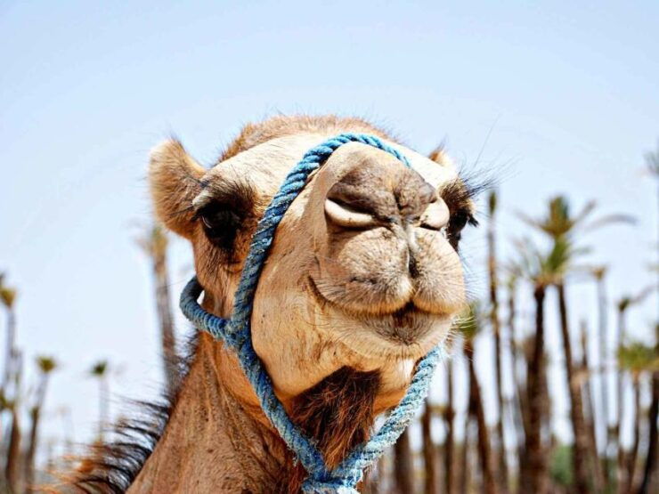 Marrakech: Sunset Camel Ride in Palmeraie - Activity Details