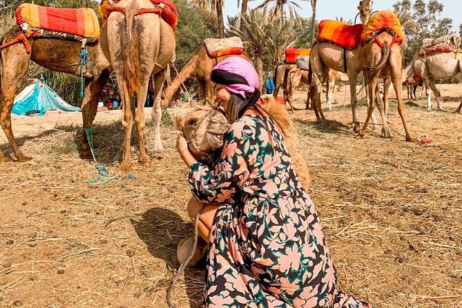 Marrakech Sunset Camel Ride in the Palm Grove - Traveler Photos and Reviews