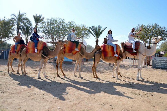 Marrakech Sunset Camel Ride in the Palm Groves - Tour Details