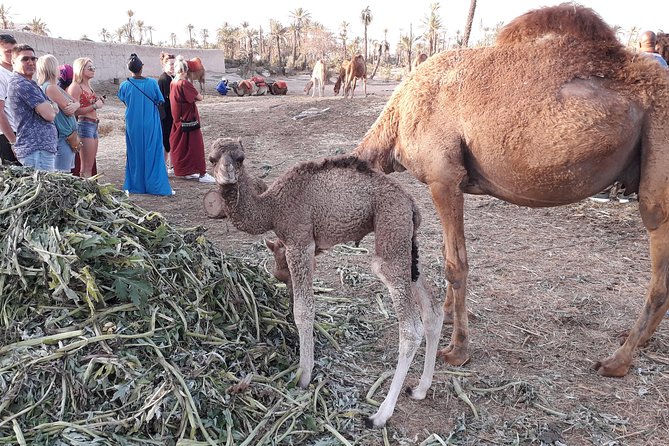 Marrakech Sunset Camel Ride in the Palm Groves - Small Group Experience