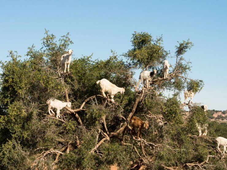 Marrakech to Agadir: Unforgettable Full-Day Adventure - Booking Details