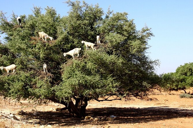 Marrakech to Essaouira 2-Days Private Tour - Pricing Information