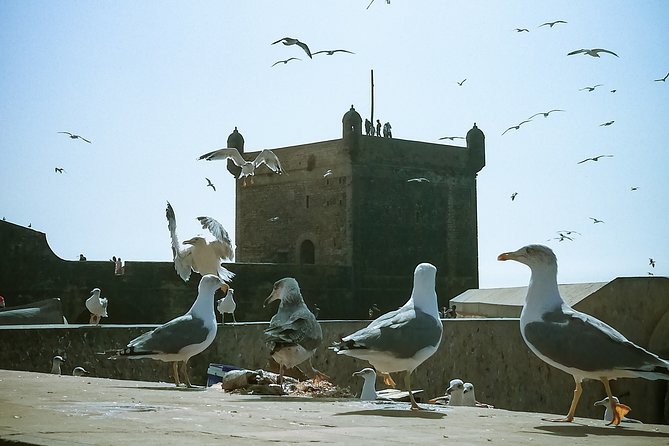 Marrakech to Essaouira: Private Tour - The Sum Up
