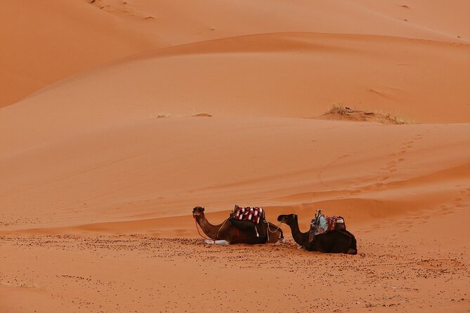 Marrakech to the Sahara: A Journey Through Time and Space - Camelback Safari and Traditional Desert Camp