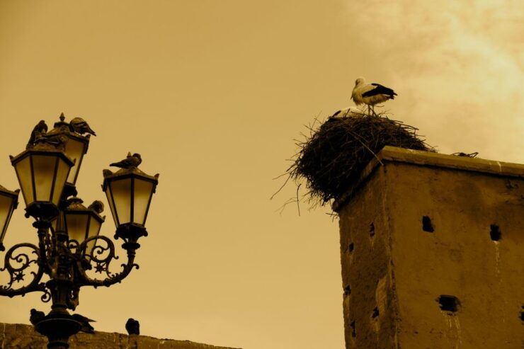 Marrakech:Private-Guide Souks Tour With Tea and Traditional - Highlights of Marrakech Souks Tour