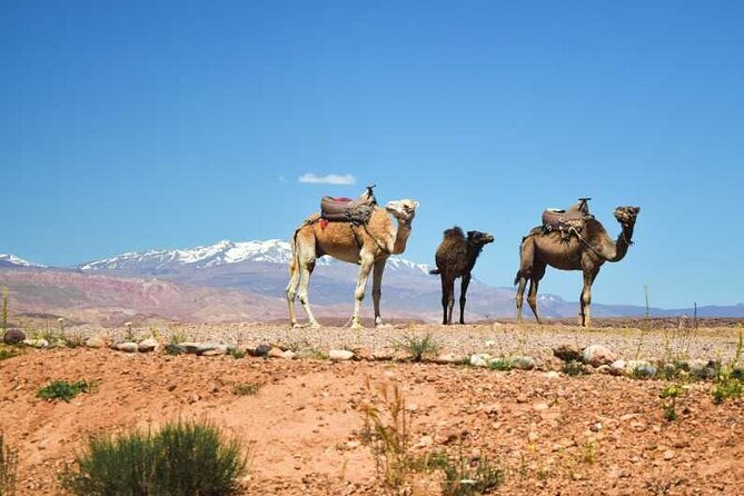 Marrakesh: Agafay Desert and Atlas Mountains Tour - Tour Activities and Guides