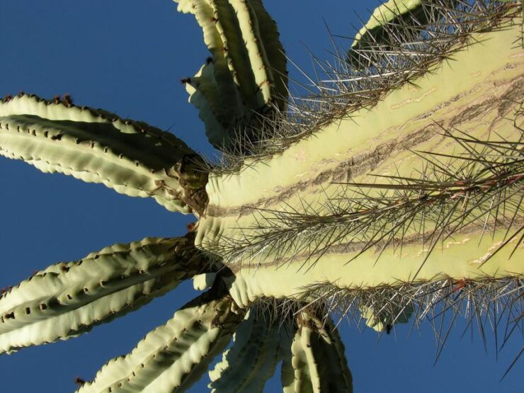 Marrakesh: Cactus Thiemann Entry Ticket - Experience Highlights