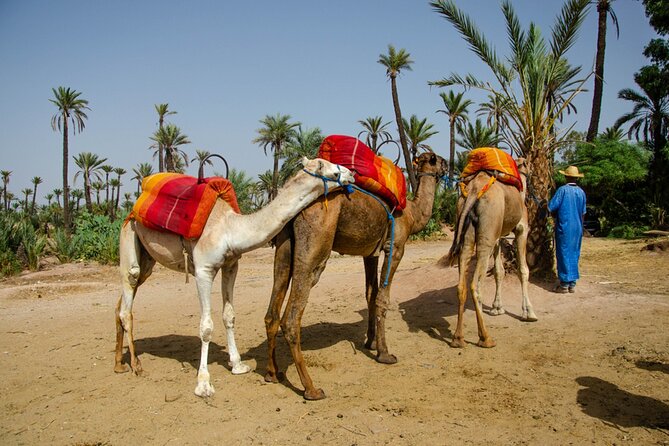 Marrakesh Historical and Cultural Half Day Guided Tour - Pricing and Cancellation Policy