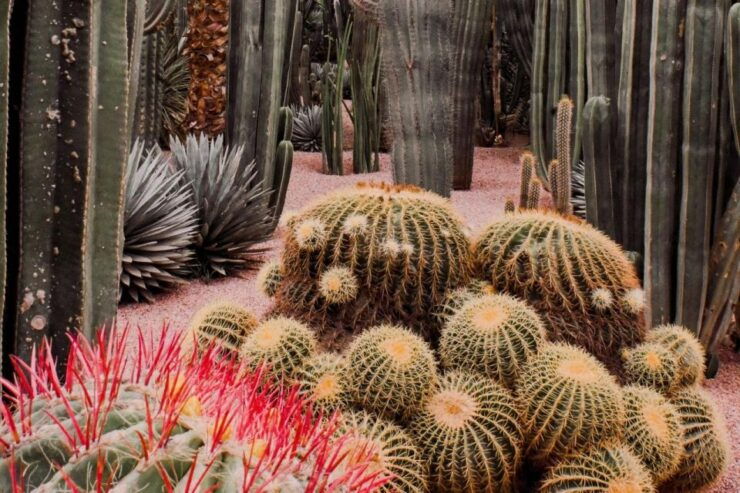 Marrakesh: Majorelle Garden and Optional YSL & Berber Museum - Experience Highlights