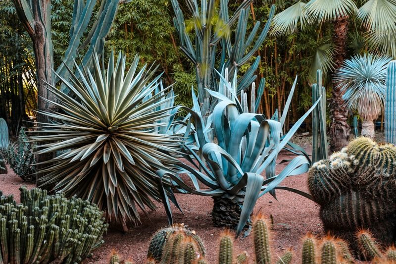 Marrakesh: Majorelle Garden Entry Tickets - Price and the local booking alternative