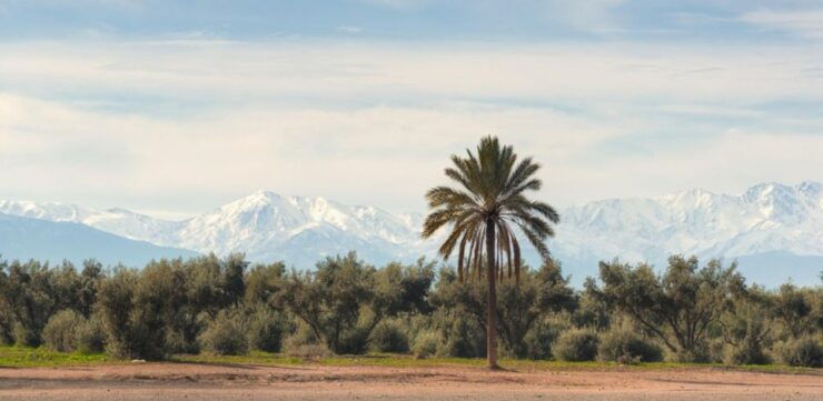 Marrakesh Walking Guided Tour - Experience Highlights