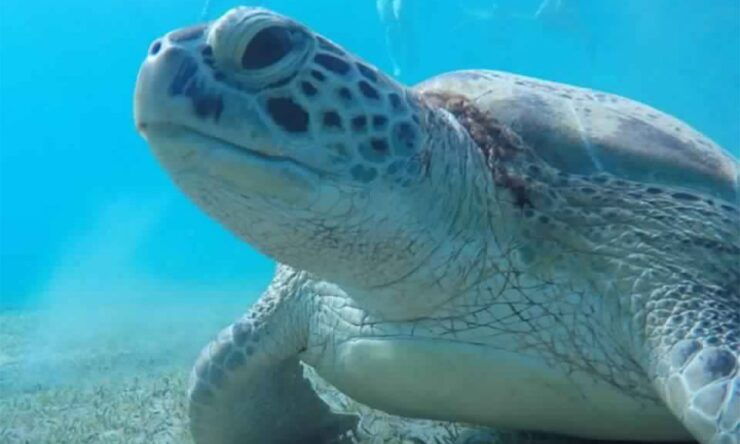 Marsa Alam: Abu Dabbab Snorkeling Tour - Booking Details
