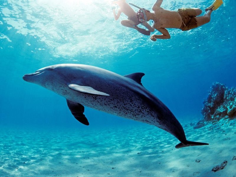 Marsa Alam Dolphin House Full-Day Snorkeling Tour - Dolphin House and the chance to see dolphins