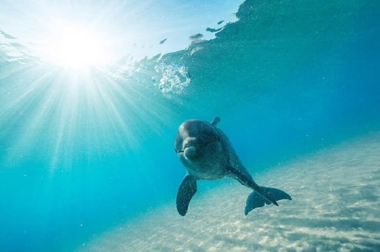 Marsa Alam Dolphin House Full-Day Snorkeling Tour - Two snorkeling sessions make a full day count
