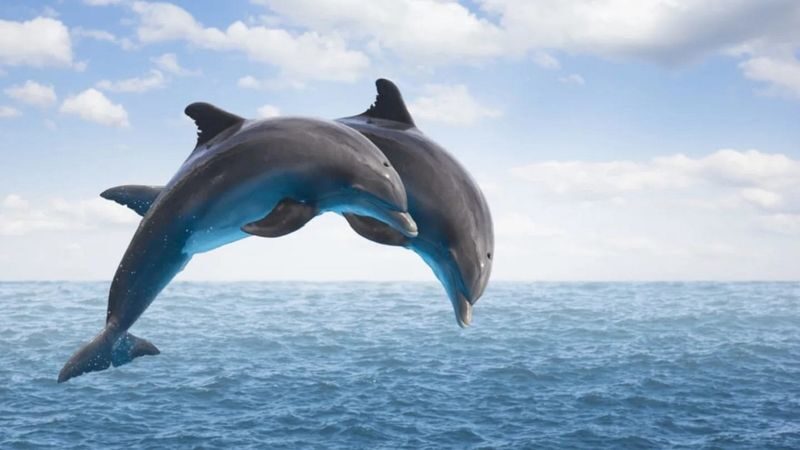 Marsa Alam Dolphin House Full-Day Snorkeling Tour - Sorting out the Hurghada and Marsa Alam details