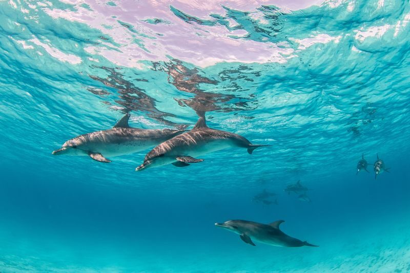 Marsa Alam Dolphin House Full-Day Snorkeling Tour - Who will enjoy this trip most