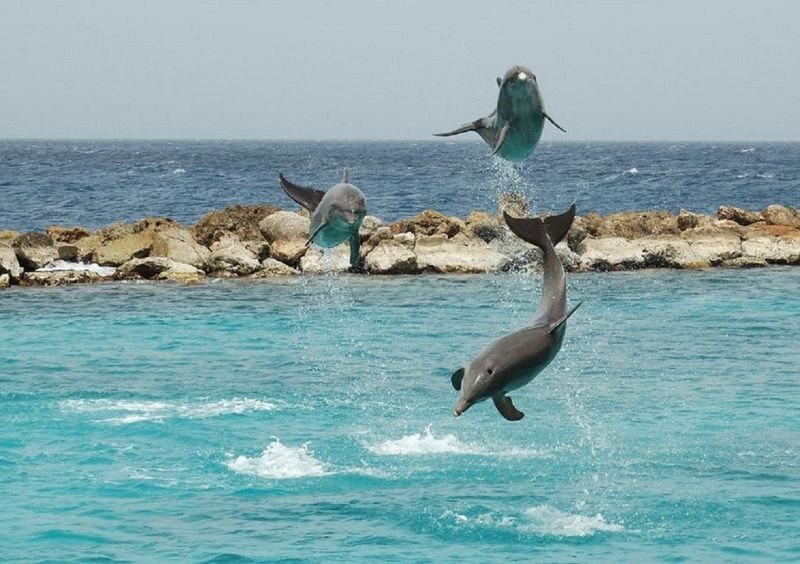 Marsa Alam Dolphin House Full-Day Snorkeling Tour - Should you book the Marsa Alam Dolphin House trip?