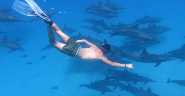 Marsa Alam: Dolphin-Watching Cruise With Snorkeling & Lunch - Activity Details