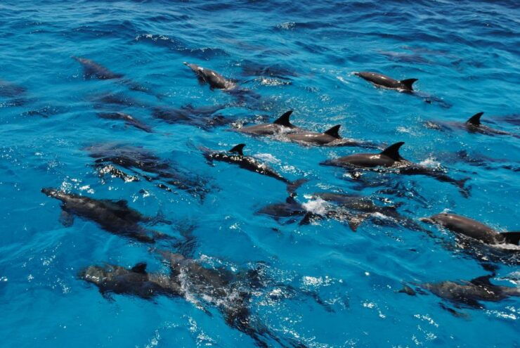 Marsa Alam: Dolphin-Watching Cruise With Snorkeling & Lunch - Instructor & Pickup
