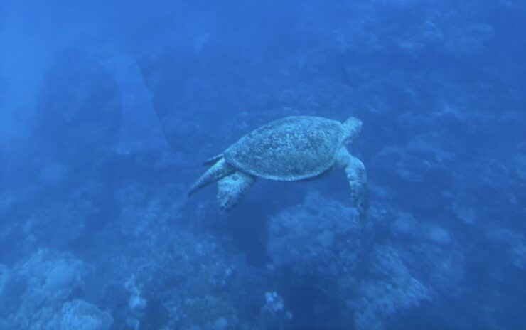 Marsa Alam: Elite Vip Turtle Bay Snorkeling With BBQ Lunch - Experience Highlights