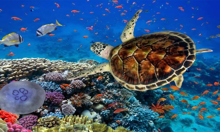 Marsa Alam: Marsa Mubarak and Marsa El Shona Snorkeling Tour - Tour Overview