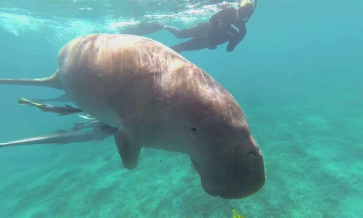 Marsa Alam: Marsa Mubarak and Marsa El Shona Snorkeling Tour - Booking Details