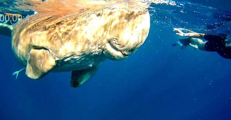 Marsa Alam: Private Snorkeling Trip With Dugong and Turtles - Tour Highlights