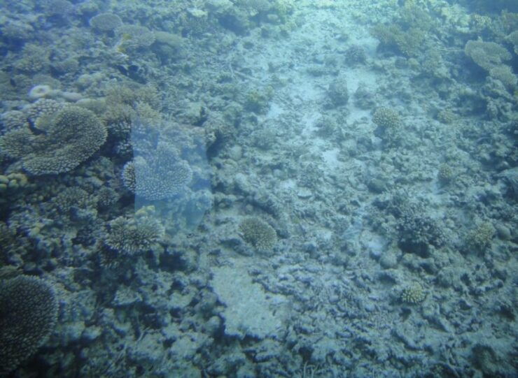 Marsa Alam: Royal Seascope Submarine Cruise - Activity Location and Duration