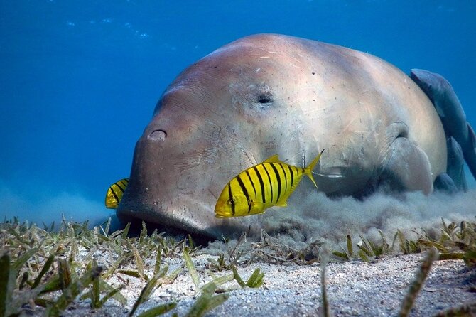 Marsa Alam: Snorkel With Sea Cows and Turtles at Marsa Mubarak - Snorkeling Excursion Overview