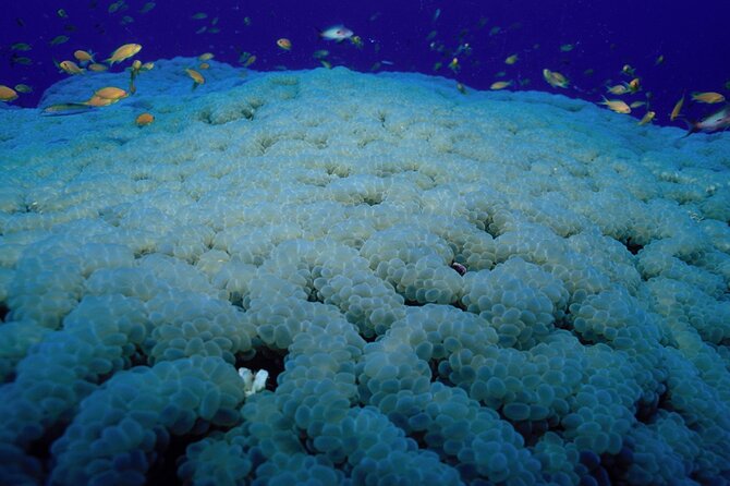 Marsa Alam: Snorkel With Sea Cows and Turtles at Marsa Mubarak - Booking Details and Operator Information