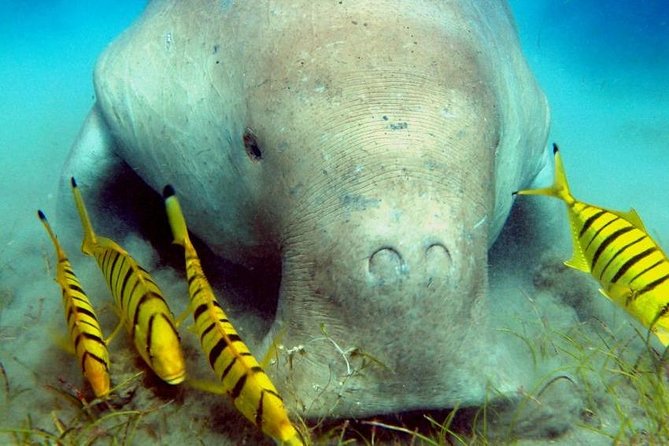 Marsa Alam: Snorkeling at Abu Dabab Beach - Tour Inclusions