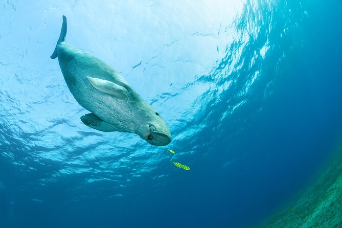 Marsa Alam Snorkeling in Dugong and Sea Turtle Habitat  - Port Ghalib - What to Expect